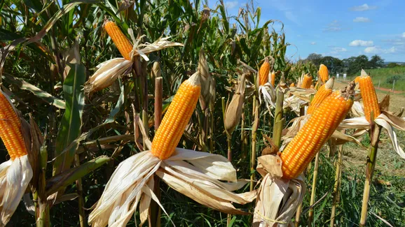 Produtores rurais ganham prazo para se adequar ao CNPJ obrigatório