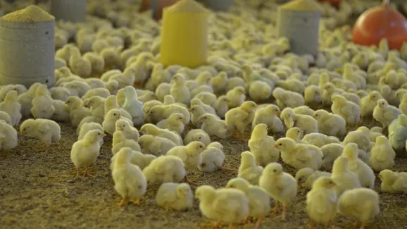 Sexagem 'in ovo' ganha força no Brasil e promete acabar com abate de pintinhos