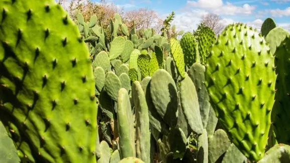 Tecnologia cria 'mar verde' contra a seca no sertão da Bahia