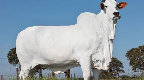 Vaca mais cara do mundo é brasileira e foi vendida por R$ 21 milhões