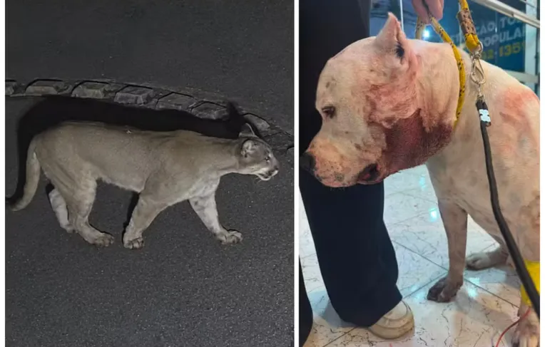 Ataque de onça-parda é impedido por pitbull da família dentro de casa