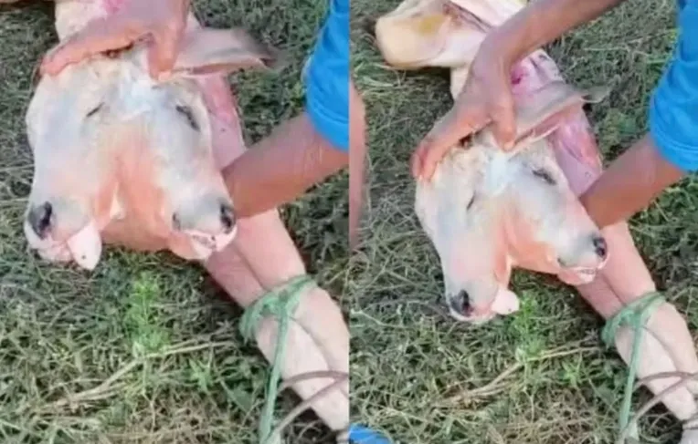 Caso raro: bezerro com duas cabeças nasce em cidade do interior; VÍDEO
