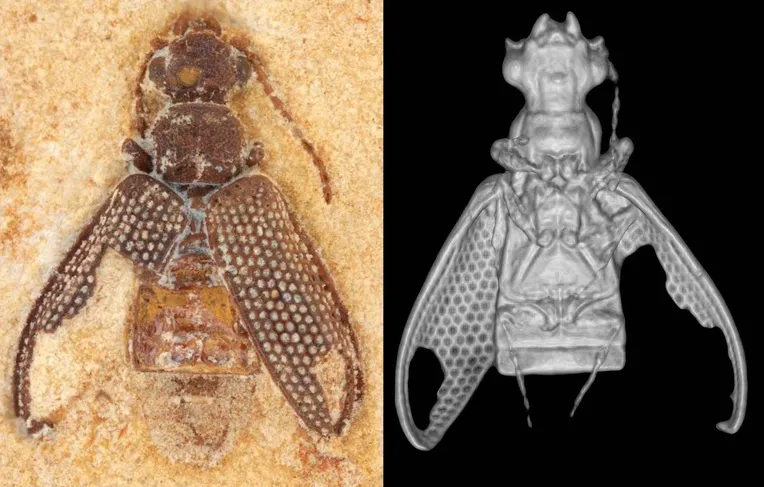 Fósseis de besouros da Era dos Dinossauros são encontrados no Nordeste