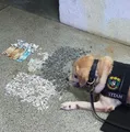 Adolescente é apreendido com drogas durante patrulhamento da polícia imagem