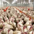 Após doença de Newcastle, governo declara emergência zoossanitária imagem