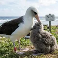 Ave selvagem mais velha do planeta volta ao ninho após quase 70 anos imagem