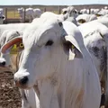 Bahia bate recorde no abate de bovinos em meio ao avanço das exportações de carne imagem