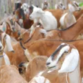 Bahia cria Câmara Setorial para fortalecer cadeia de caprinos e ovinos imagem