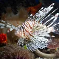 Cerca de 500 peixes de espécie invasora e perigosa são retirados do mar da Bahia imagem