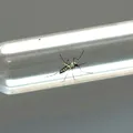 Chikungunya crônica: por que as dores podem durar anos imagem