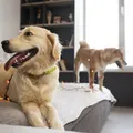 Criar cachorros de grande porte em apartamento pode prejudicar a saúde do pet imagem
