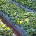 Da fábrica ao campo: entenda como o plástico está salvando alimentos imagem