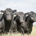 Do pasto ao prato: como Angus transformou pecuária brasileira imagem