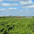 El Niño acende alerta na produção agropecuária imagem