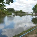 Enxame gigante de abelhas provoca fechamento de parque na Bahia imagem