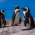 Espécie de pinguim é descoberta após cem anos e já corre risco de extinção imagem