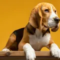 Fim da alergia a pets: nascem primeiros cães hipoalergênicos imagem