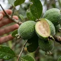 Fim da goiaba comum? Fruta conquista pelo sabor e facilidade em plantio imagem