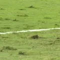 Gramado ruim vira "atração" à parte em amistoso da Seleção Brasileira imagem