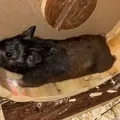 Hamster de 10 meses supera corredores humanos em distância semanal imagem