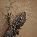 Lagartixas aparecem com frequência em casa por um motivo inusitado imagem