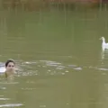 Longe da TV, atriz brasileira vive em fazenda na mata rodeada por animais imagem