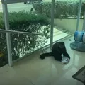 Macaco que morreu após invadir casas no Alphaville teve choque hemorrágico e traumatismo craniano imagem