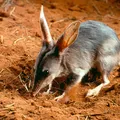 Mais de 10 espécies de animais desaparecidas reaparecem após 100 anos imagem