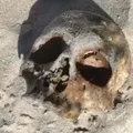 Mistério na praia: crânio aparece em praia de Salvador imagem