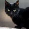 Mito secular no Halloween acende sinal vermelho para tutores de gatos pretos imagem