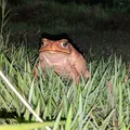 Muito além do coaxar: por que os sapos são importantes para a natureza imagem