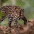 Nova espécie de gato selvagem é descoberta próximo ao Brasil imagem