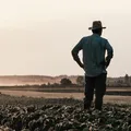Nova lei de seguro rural: veja o que muda para o produtor imagem