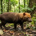 O “cão-fantasma” brasileiro que tem pés de pato e corre risco de extinção imagem