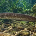 Peixe elétrico pode inspirar tecnologias a enxergar no escuro imagem