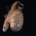 Peixe raro engole presa três vezes maior que o próprio corpo imagem