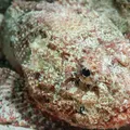 Peixe venenoso vive em praias do Brasil e usa camuflagem para emboscar presas imagem