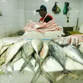 Pesca em rio famoso do Brasil é proibida e multa pode chegar a R$ 100 mil imagem
