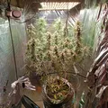 Polícia Civil encontra estufa para cultivo de maconha na Bahia imagem