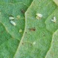 Praga invisível do agro é 3ª maior do país e ameaça safras 26/27 imagem