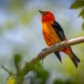 Qual pássaro tem o canto mais bonito? Estudo revela imagem