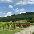 Roubo histórico: grupo invade vinícola e rouba 30 mil garrafas de vinho imagem