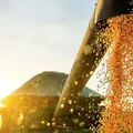 Safra de grãos na Bahia cresce 3,2% e bate recorde em 2026 imagem