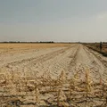 Seca afeta agropecuária de 57 cidades da Bahia e acende alerta imagem