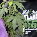 Seis em cada dez flagrantes por drogas viram prisão preventiva imagem