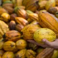 Setor aposta no cooperativismo para fortalecer cacau brasileiro imagem