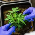 Som alto leva à descoberta de plantação de maconha escondida em banheiro na Bahia imagem