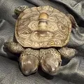 Tartaruga rara de duas cabeças surpreende equipe de veterinários imagem