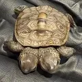 Tartaruga rara de duas cabeças surpreende equipe de veterinários imagem