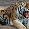 Tigre ataca homem dentro de zoológico; veja o que aconteceu imagem
